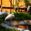 Колпица (Platalea leucorodia)