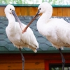 Колпица (Platalea leucorodia)