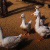 Гусь (Anser anser)