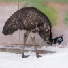 Эму (Dromaius novaehollandiae)
