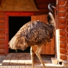 Эму (Dromaius novaehollandiae)