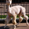 Альпака (Lama pacos)