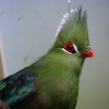 Турако Ливингстона (Tauraco corythaix livingstonii)