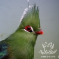 Турако Ливингстона (Tauraco corythaix livingstonii)