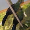 Турако Ливингстона (Tauraco corythaix livingstonii)