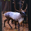 Северный олень (Rangifer tarandus)