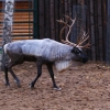 Северный олень (Rangifer tarandus)