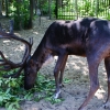 Северный олень (Rangifer tarandus)