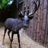 Северный олень (Rangifer tarandus)