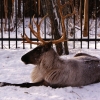 Северный олень (Rangifer tarandus)