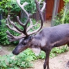Северный олень (Rangifer tarandus)