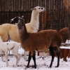 Лама (Lama glama)