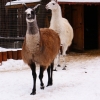 Лама (Lama glama)