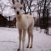 Лама (Lama glama)