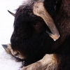 Овцебык (Ovibos moschatus)