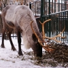 Северный олень (Rangifer tarandus)