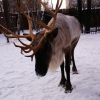 Северный олень (Rangifer tarandus)