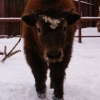 Як (Bos mutus)