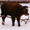 Як (Bos mutus)