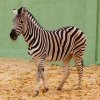 Зебра Чапмана (Equus burchelli chapmani)