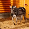 Зебра Чапмана (Equus burchelli chapmani)