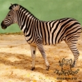 Зебра Чапмана (Equus burchelli chapmani)