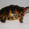 Красноухая черепаха (Trachemys scripta)
