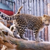 Дальневосточный (Амурский) леопард (Panthera pardus orientalis)