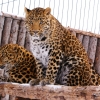 Дальневосточный (Амурский) леопард (Panthera pardus orientalis)