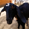 Нубийская коза (Capra hircus)