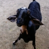 Нубийская коза (Capra hircus)