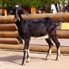 Нубийская коза (Capra hircus)