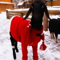 Нубийская коза (Capra hircus)