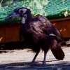 Кафрский рогатый ворон (Bucorvus cafer (leadbeateri))