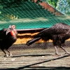 Кафрский рогатый ворон (Bucorvus cafer (leadbeateri))