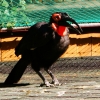 Кафрский рогатый ворон (Bucorvus cafer (leadbeateri))