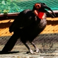 Кафрский рогатый ворон (Bucorvus cafer (leadbeateri))