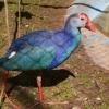 Каспийская султанка (Porphyrio porphyrio seistanicus)