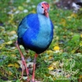 Каспийская султанка (Porphyrio porphyrio seistanicus)