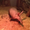 Капский трубкозуб (Orycteropus afer)
