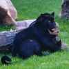 Ягуар(Panthera onca)
