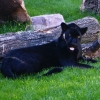 Ягуар(Panthera onca)