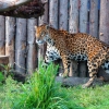 Ягуар(Panthera onca)