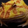 Чакская рогатка (Ceratophrys cranwelli)