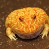 Чакская рогатка (Ceratophrys cranwelli)
