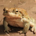 Жаба-ага (Rhinella marina)
