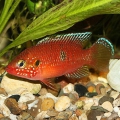 Хромис красавец (Hemichromis bimaculatus)