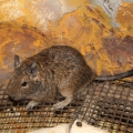 Дегу (Octodon degus)