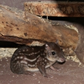 Пака (Cuniculus paca)