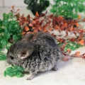 Шиншилла (Chinchilla laniger var. dom.)